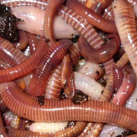 Composting Worms, 2 LB Live Mix