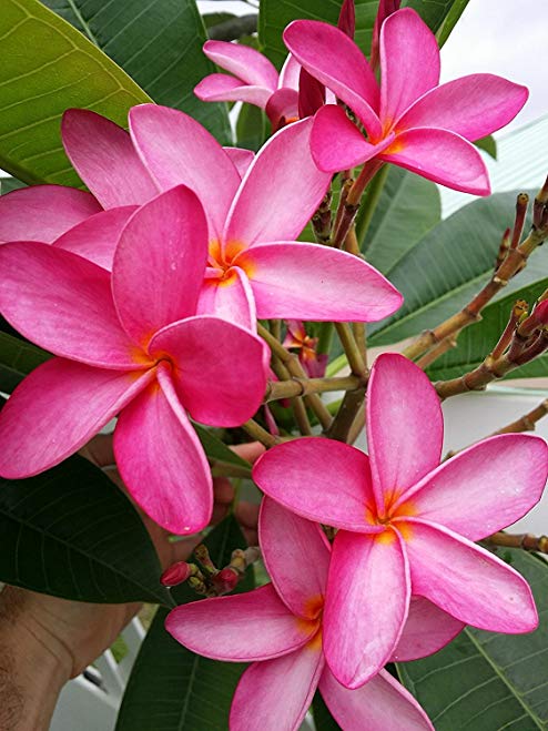 Professional Nursery Grade Plumeria Fertilizer 4 LB 6 Month Slow Release Frangipani Plant Food