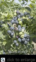 O'Neal Blueberry Plant Shipped in Soil, Five Gallon Container