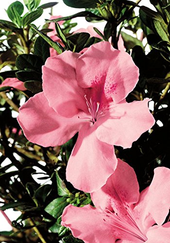 1 Gallon - Autumn Debutante Encore Azalea