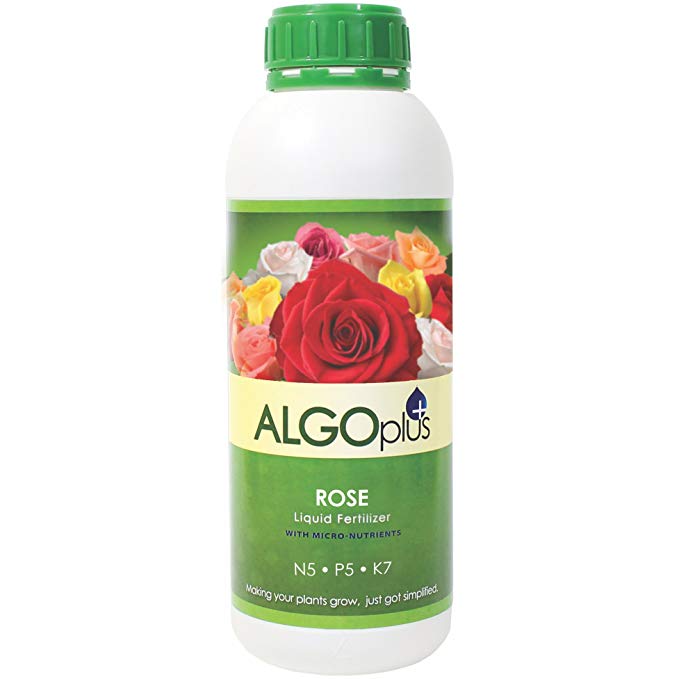 AlgoPlus Rose