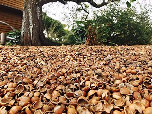 Hazelnut Shell Mulch - Premium Grade- Shells Yeah! (1 Box)