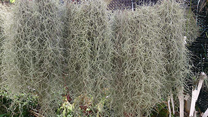 Spanish Moss - 5 lb box - Florist Supplies